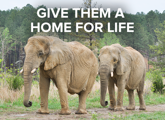 the elephant sanctuary