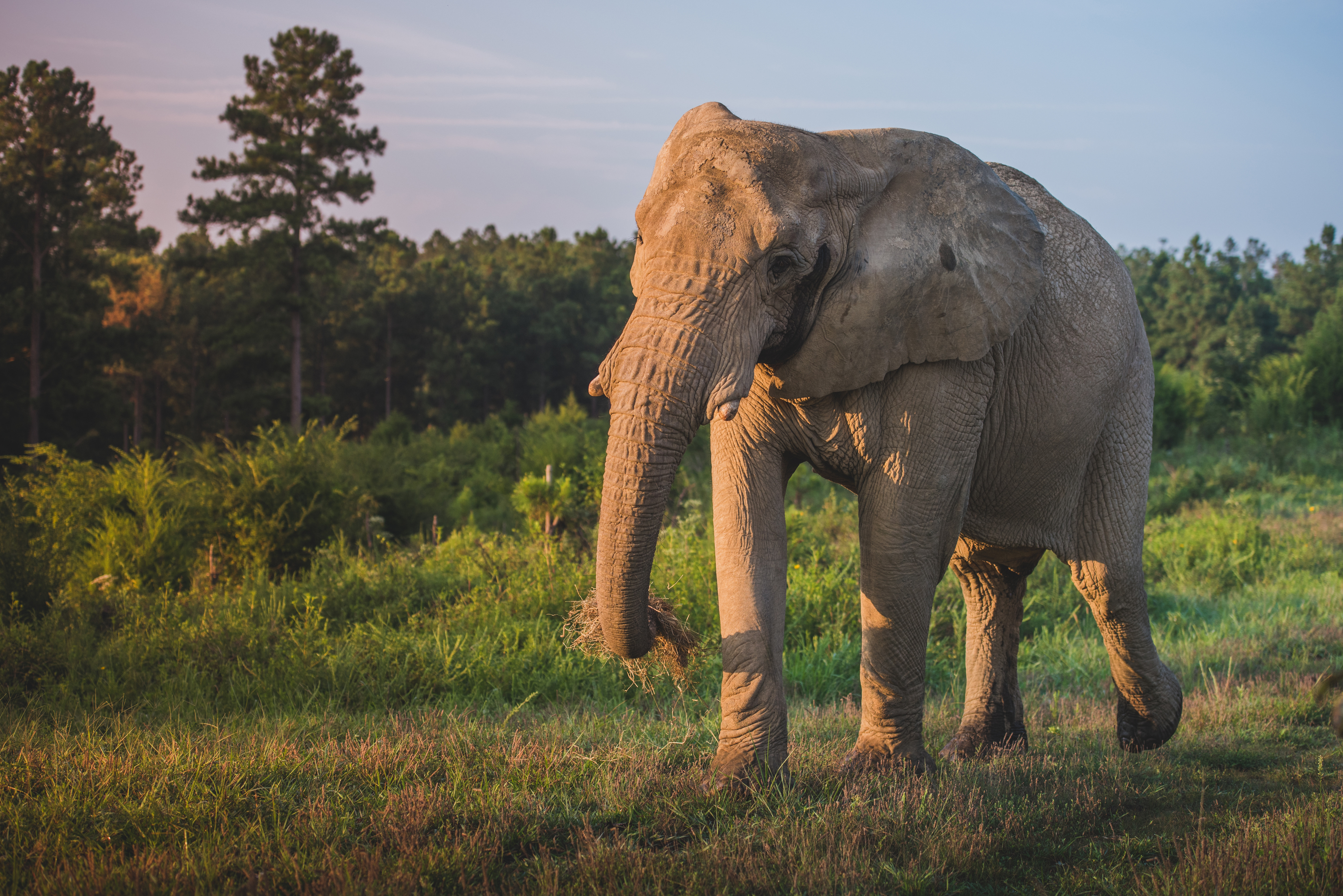 feed an elephant (fe034cb) - the elephant sanctuary