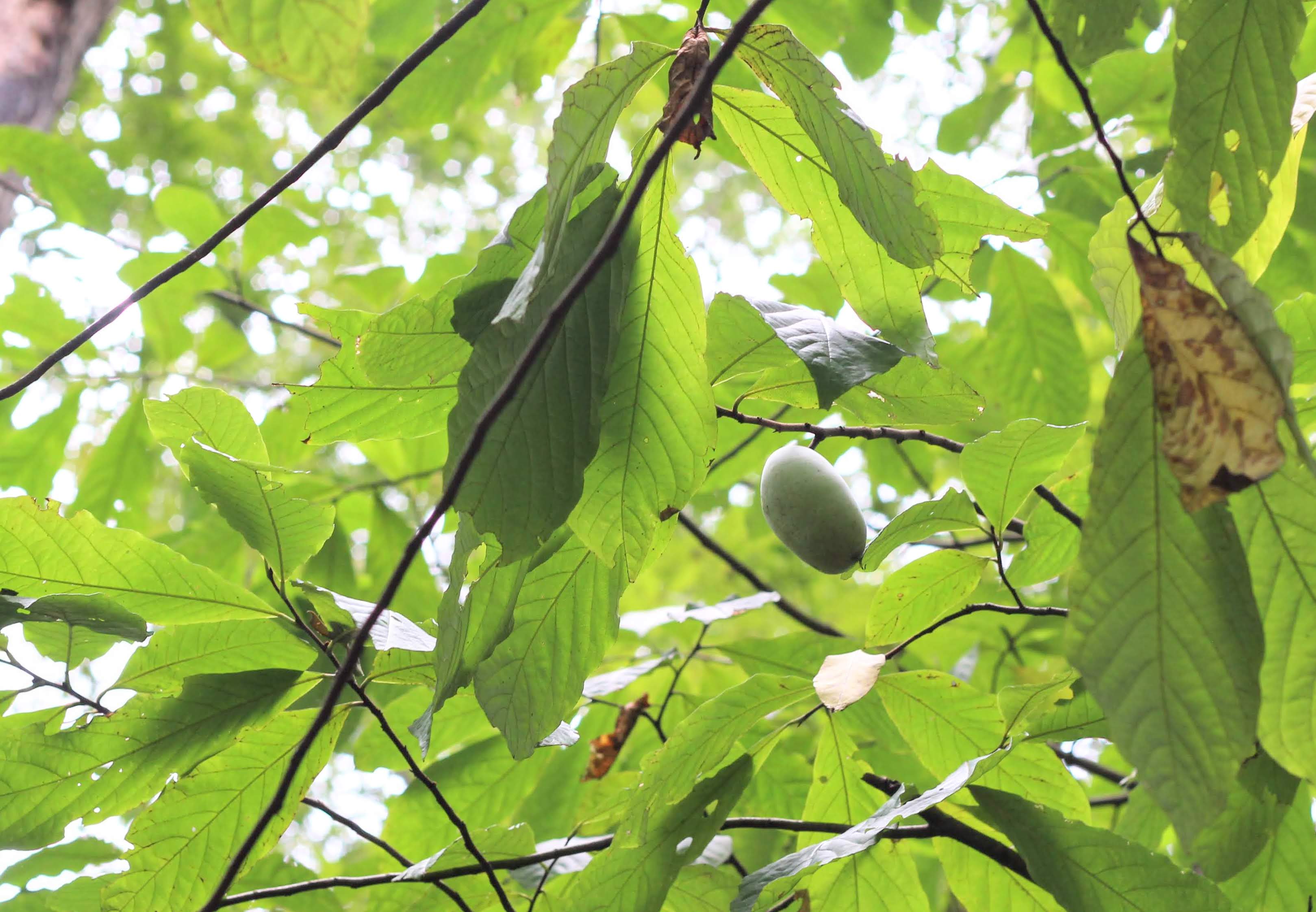 Asimina Triloba (paw Paw)