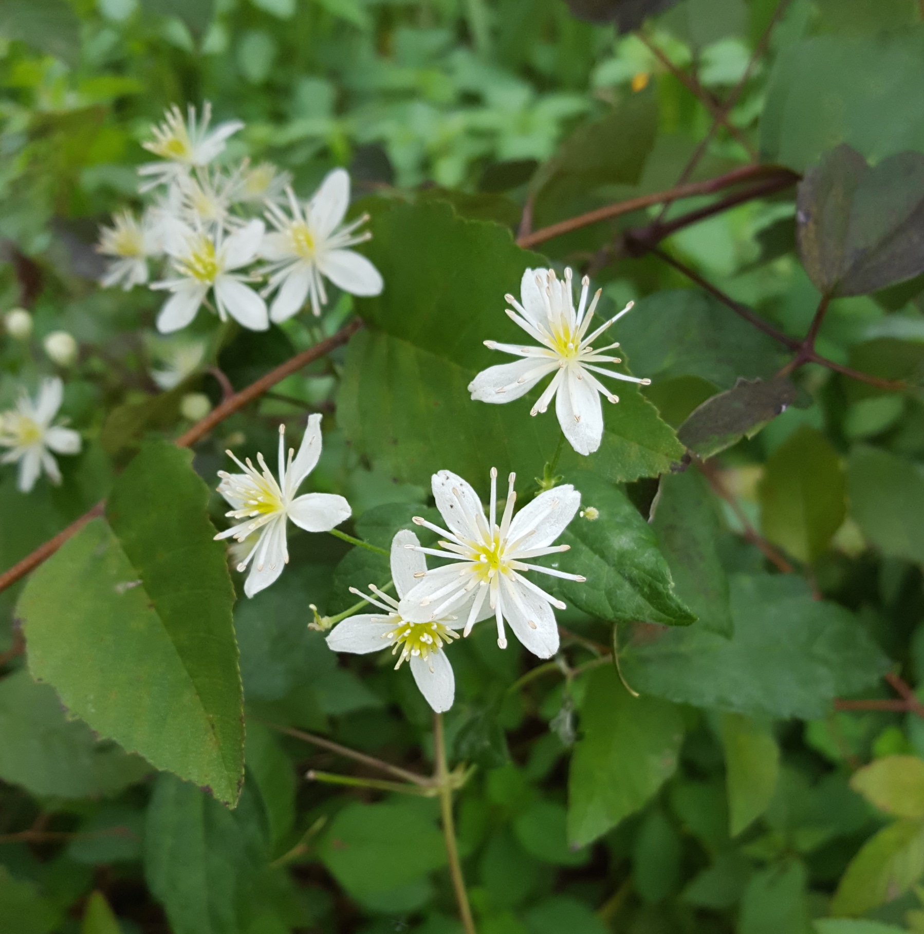 Clematis Virginiana Devil S Darning Needle Clematis Virginiana Devil S Darning Needle