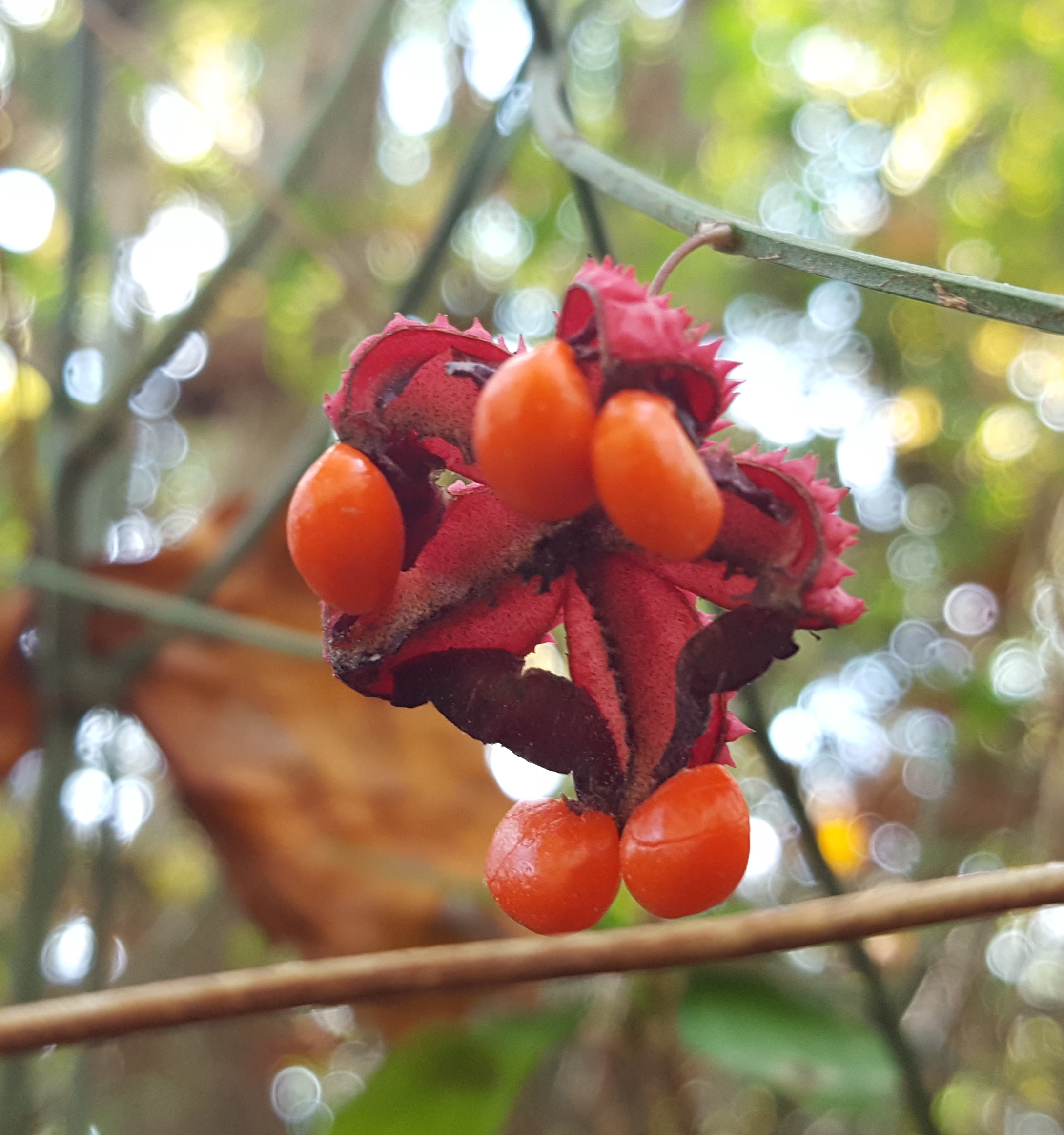 Euonymus americanus (strawberry bush)