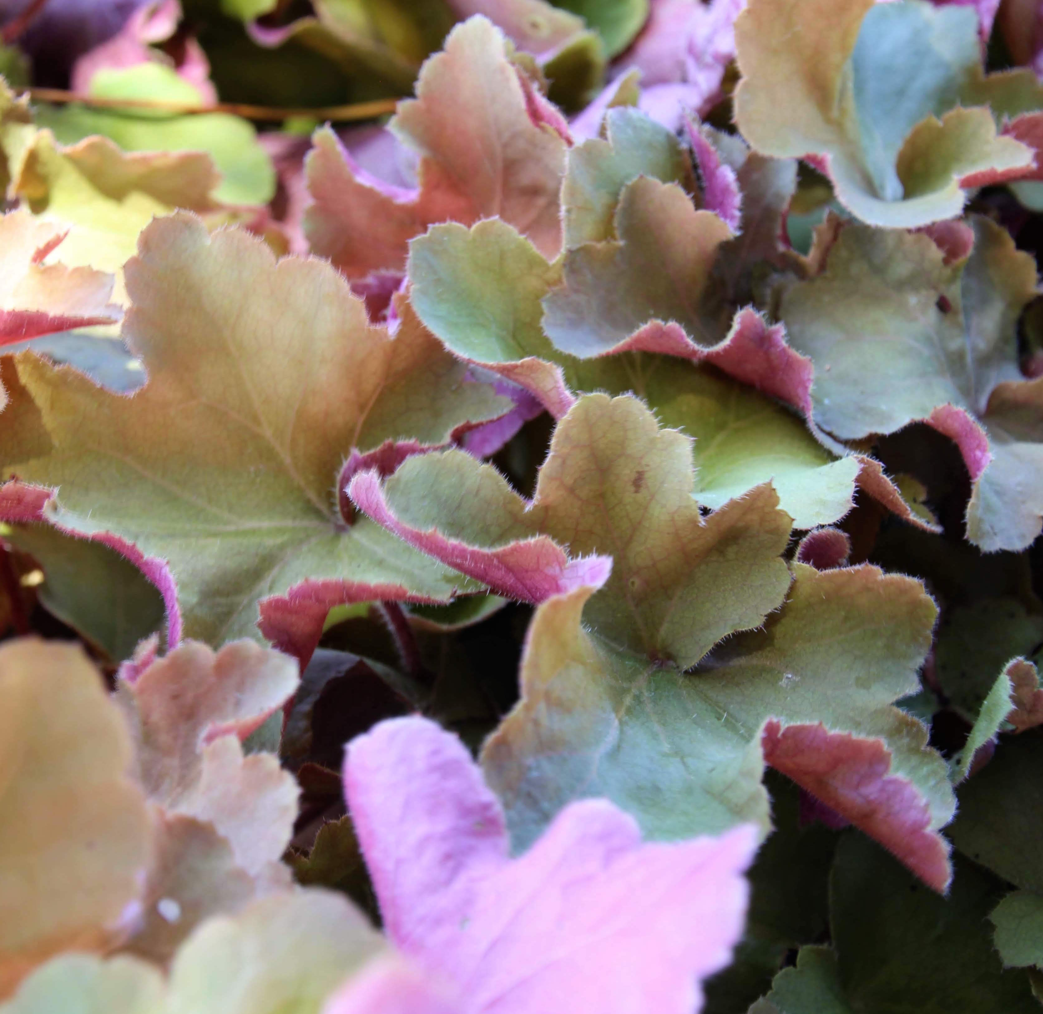 Heuchera Caramel Coral Bells Villosa species is a large, late blooming type that exhibits an increased tolerance of high heat. adkins arboretum givecloud