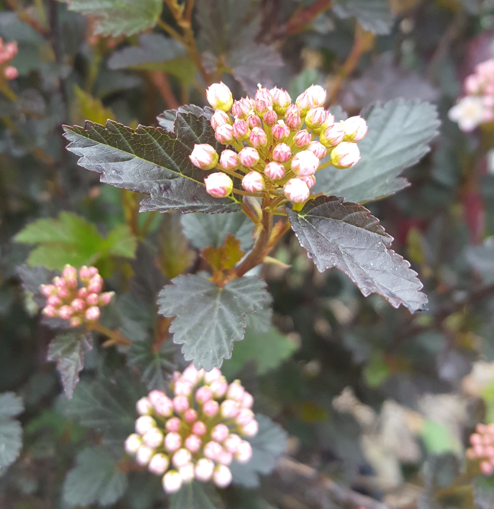 Physocarpus opulifolius 'Tiny Wine' (ninebark)