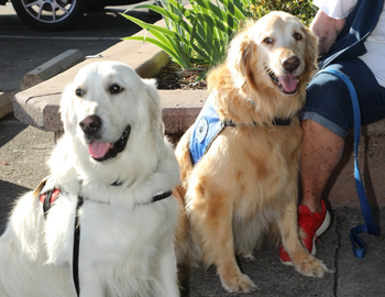 Two large dogs, one yellow, one white sit on a pavement.