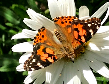 A monarch butterfly atop a daisy. 