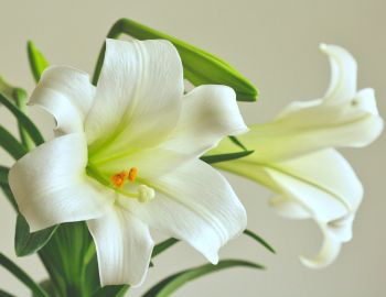 White Lilies in the sun