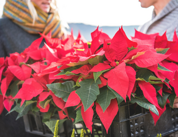 Crate of poinsettia flowers.