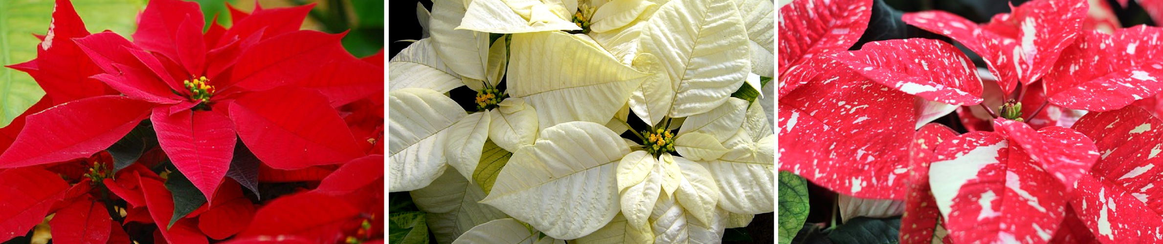 Poinsettia options