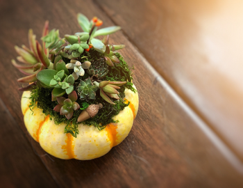 A yellow pumpkin with succulents planted in the top. 