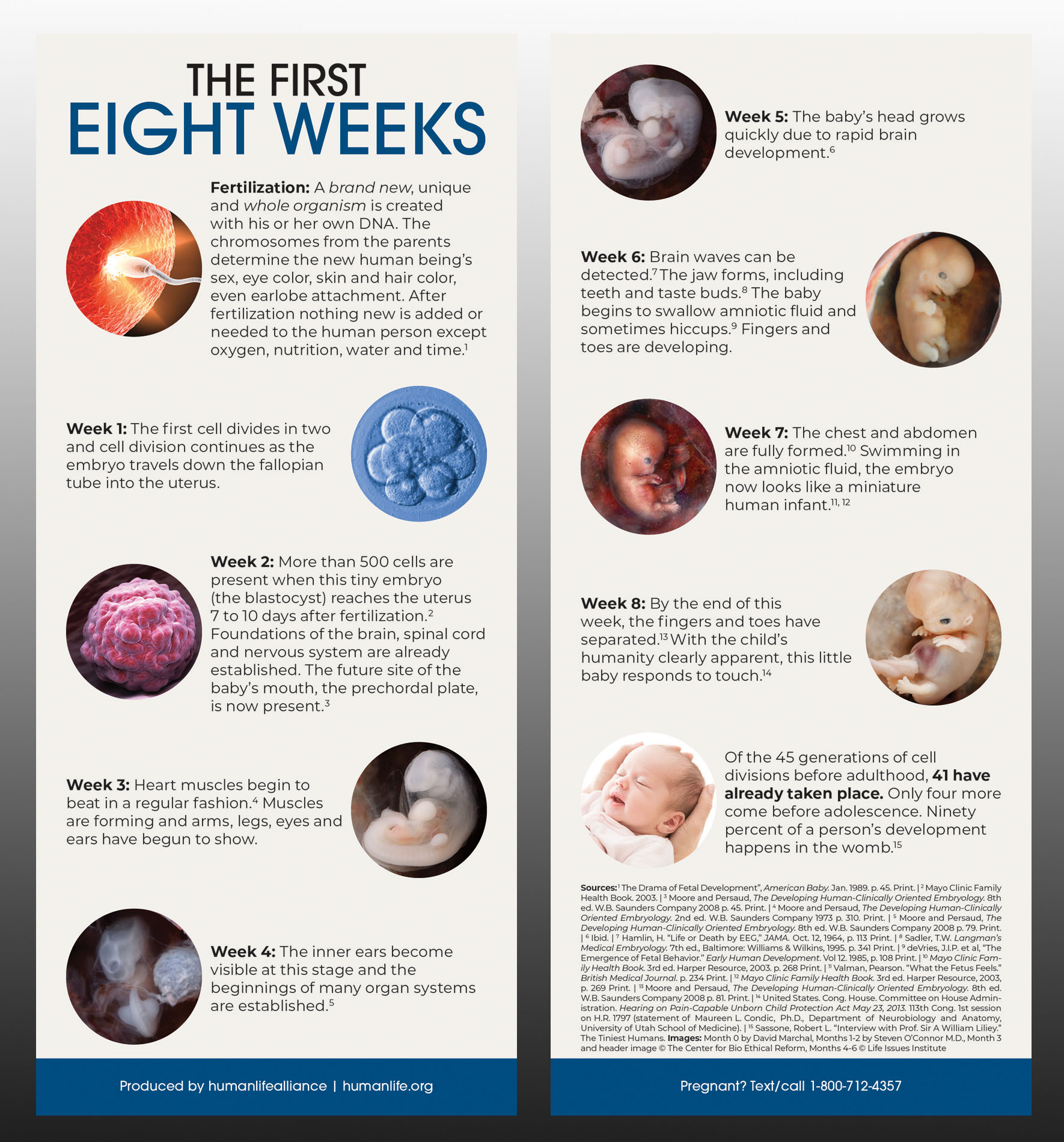 First Eight Weeks Fact Card