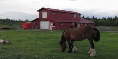 A horse grazes a pasture in front of Hope's red, two-story ranch building in Willow, Alaska.