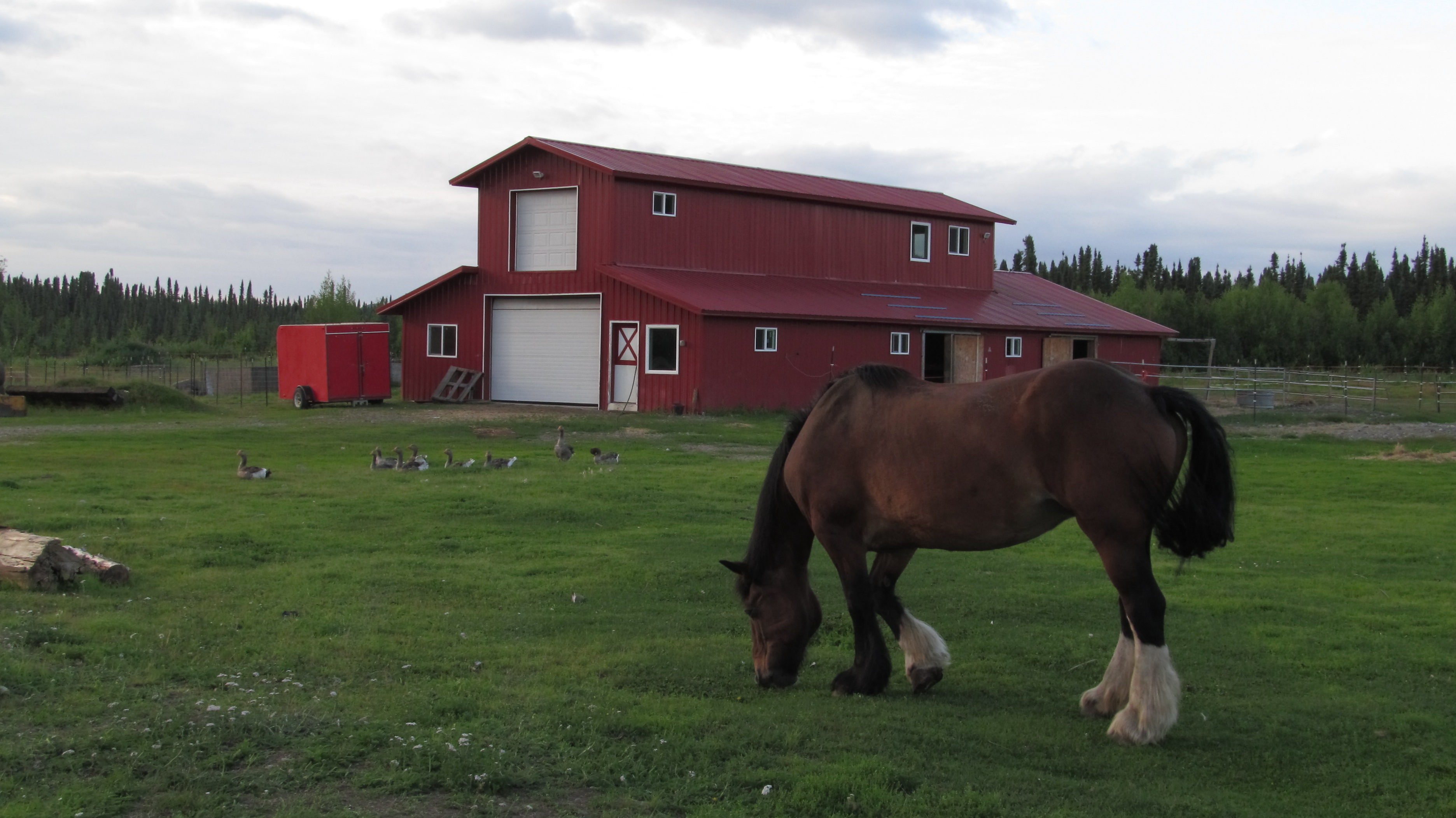 A horse grazes a field in front of a red barn.