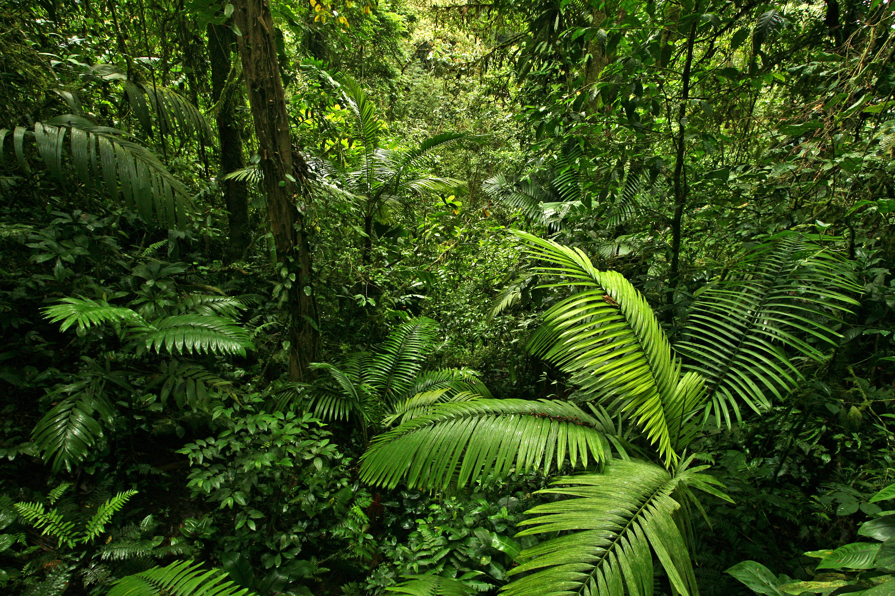 How Much Does It Cost To Plant A Tree Treesisters