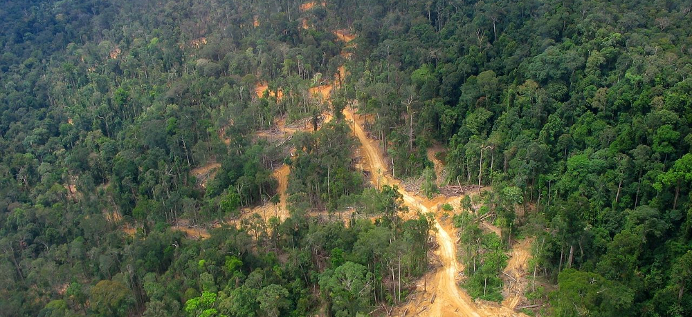 borneo-deforestation-1000x458
