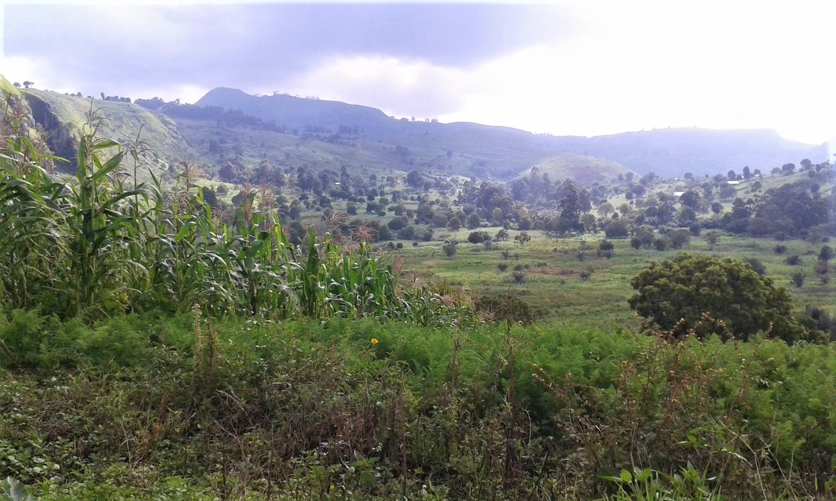 Our Project At Mount Bamboutos Cameroon Treesisters