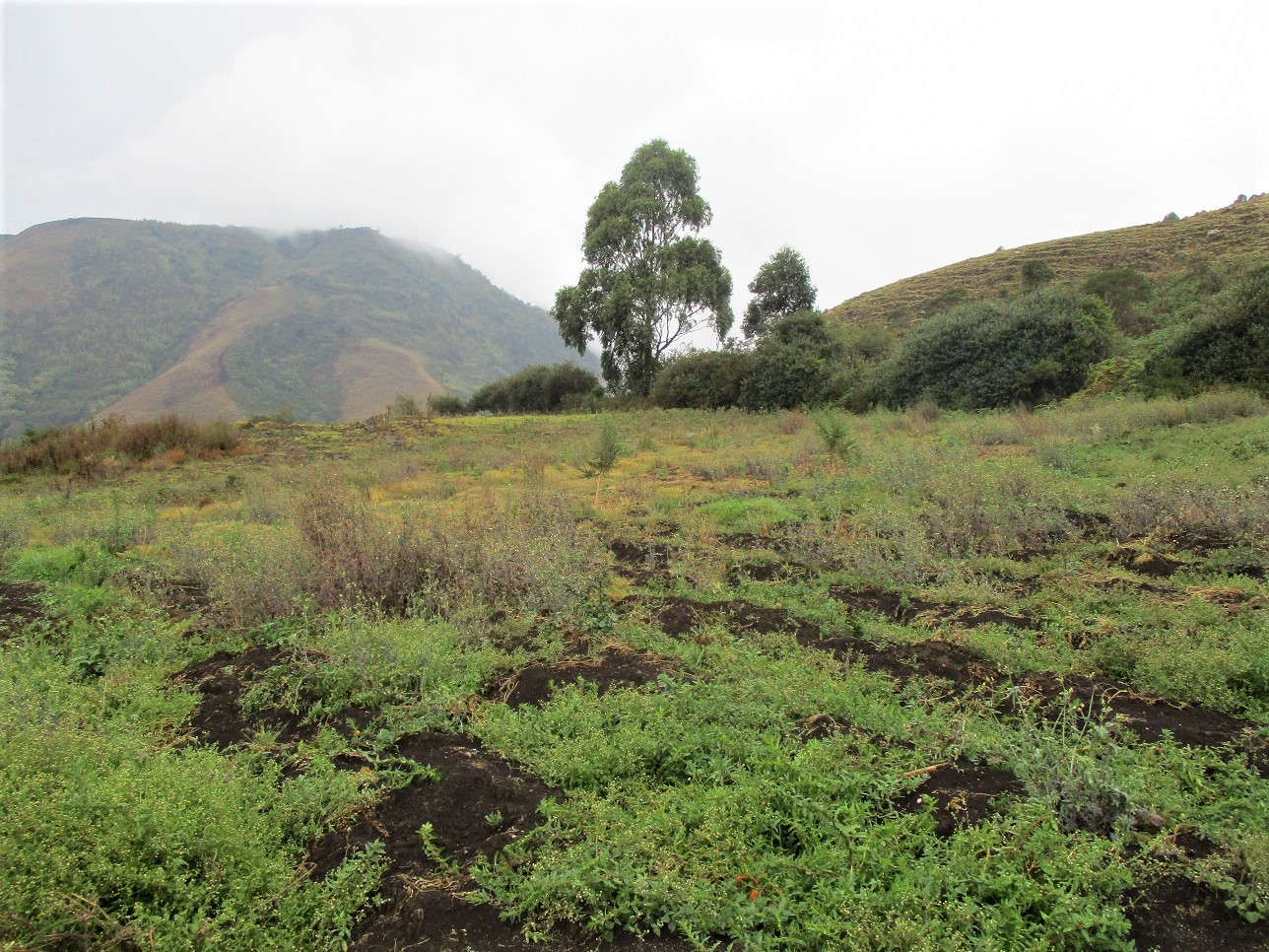 Degraded farms to be restored in Mt. Bamboutos 1