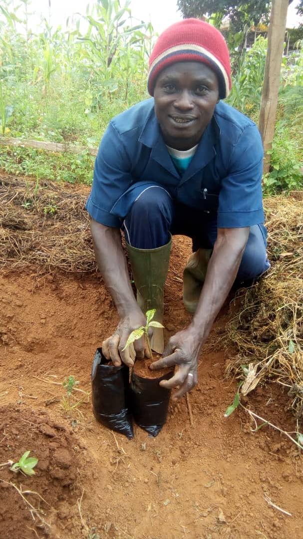 EruDef Tree Planting Technician potting Cola seedling in Mmuockmbie