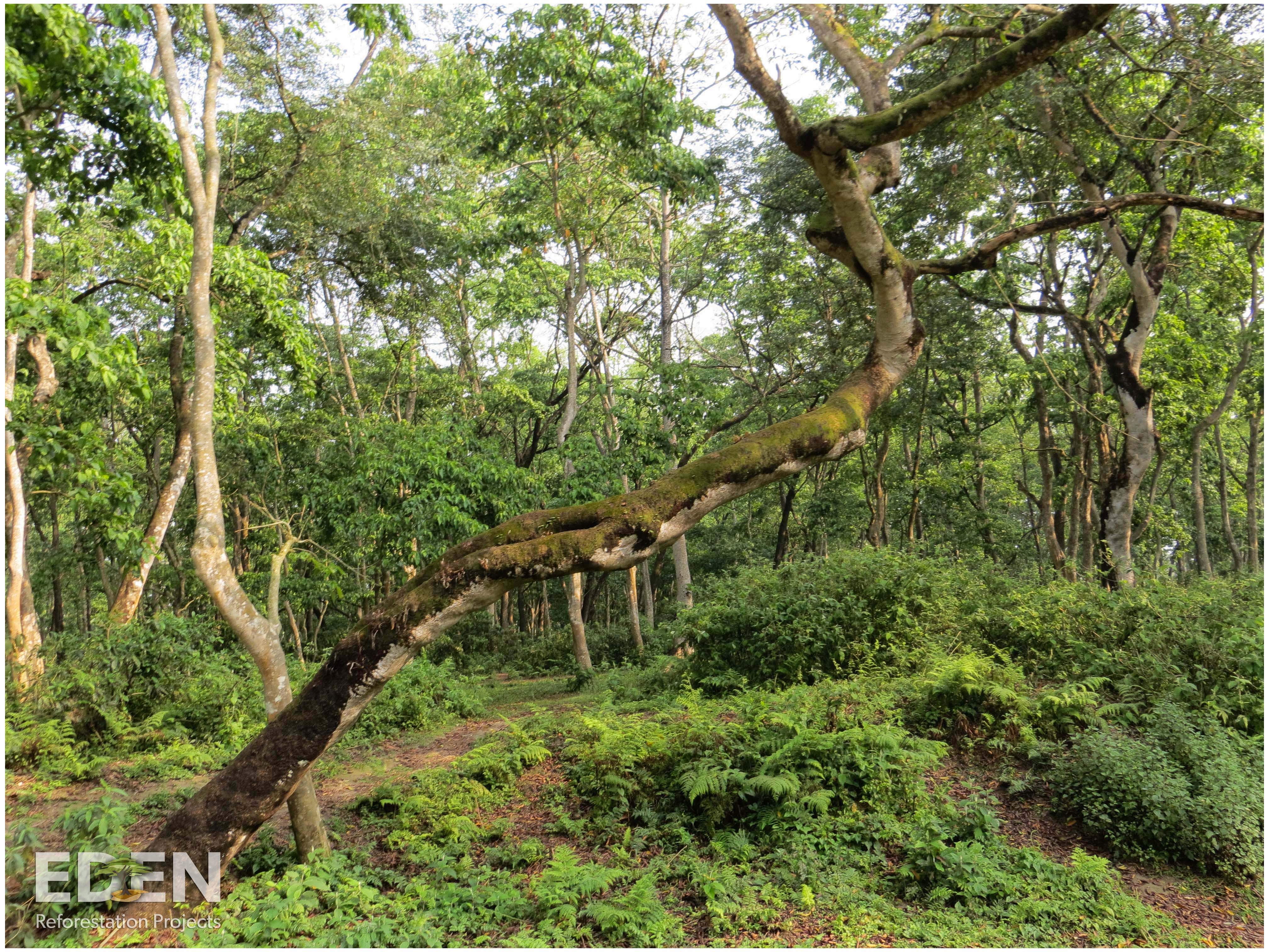 Forest Chitwan National Park