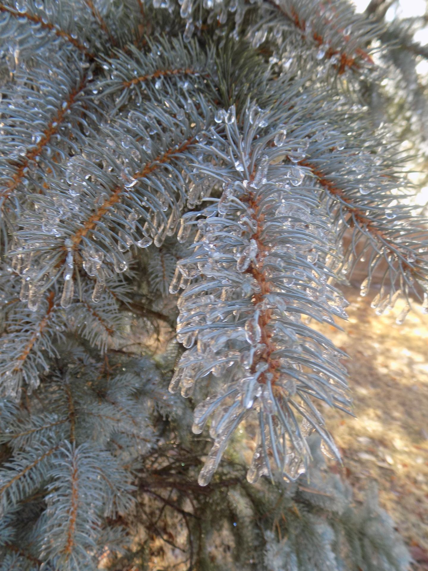 Frozen Tree 4