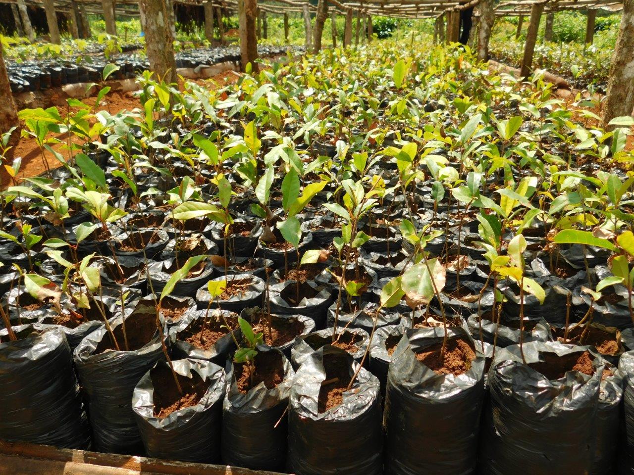 ITF Copy of Syzygium guineense seedlings at Kagaari Munyange tree nursery 1