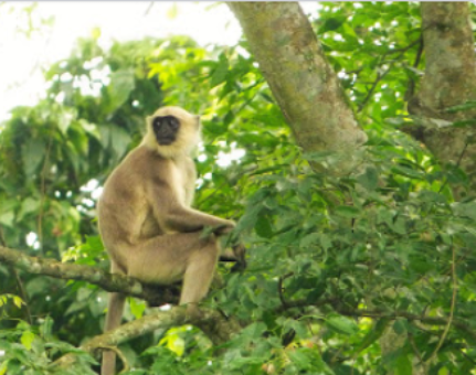 monkey nepal