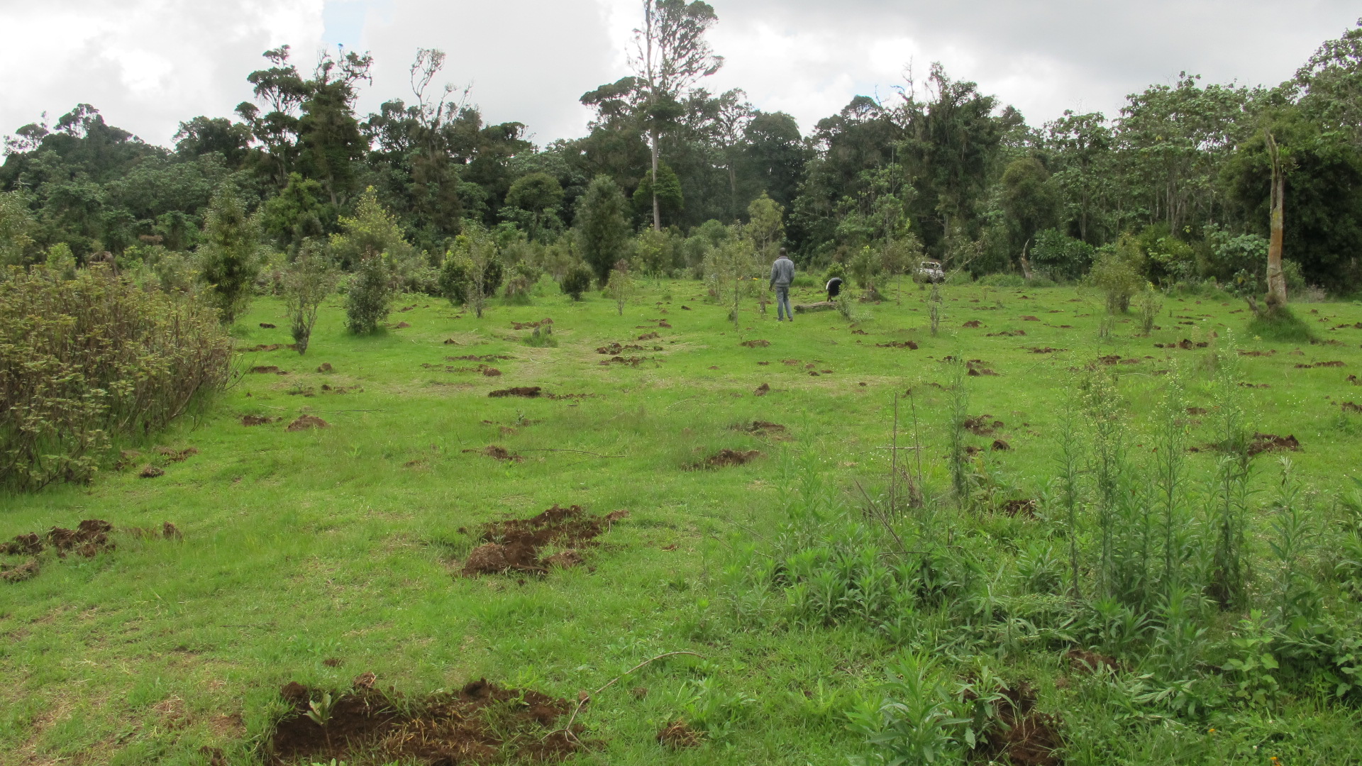 20 Million Trees and Beyond in Kenya — TreeSisters