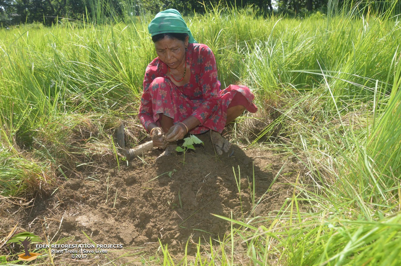 Nepal Eden planting in field