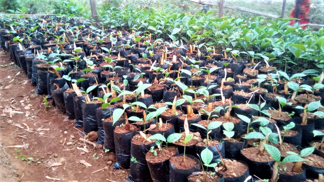 Part of seedlings potteed Mmuockmbie nursery