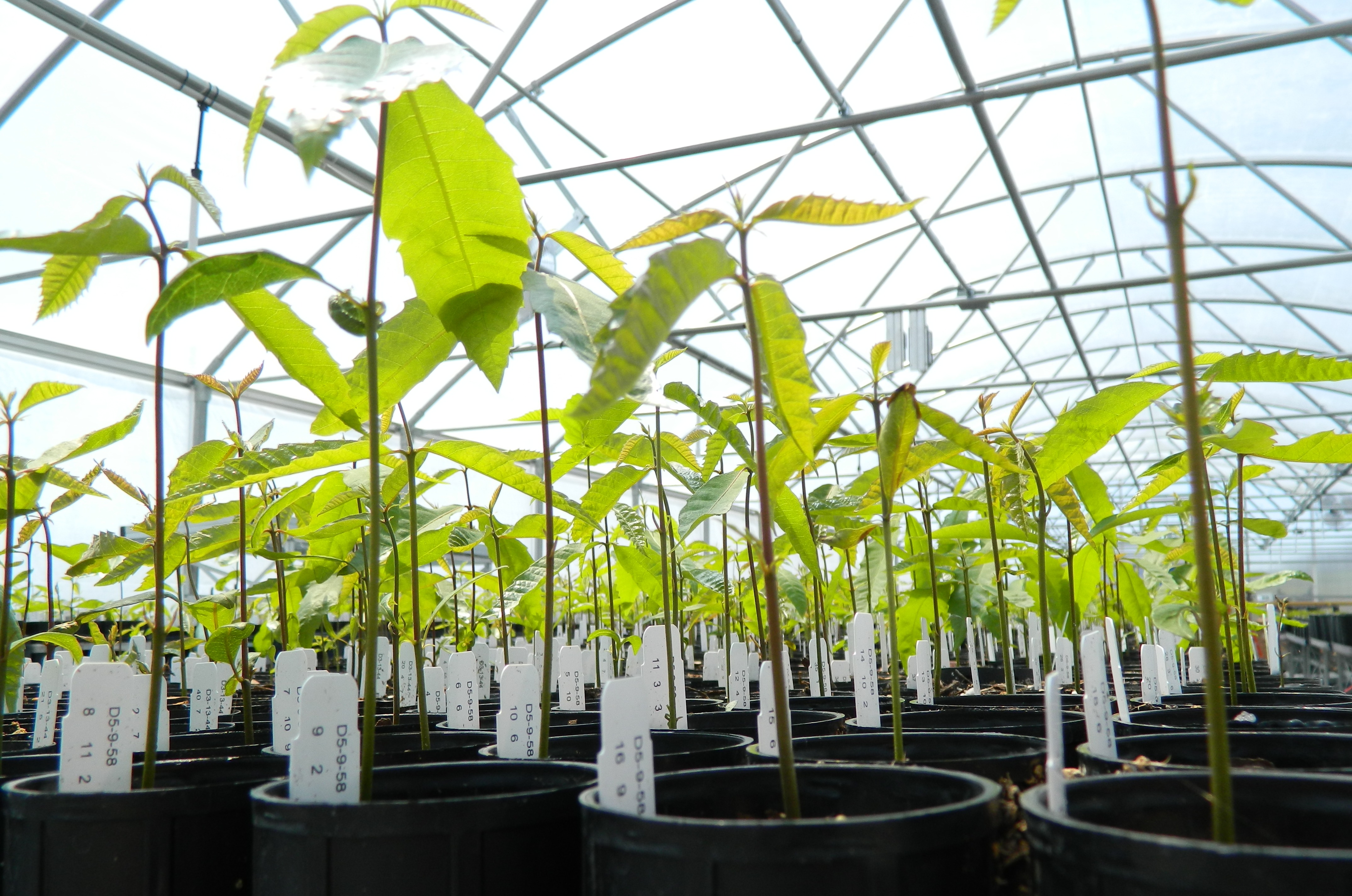 Seedlings in the Richard S. Will Greenhouse at TACF's Meadowview Research Farms.