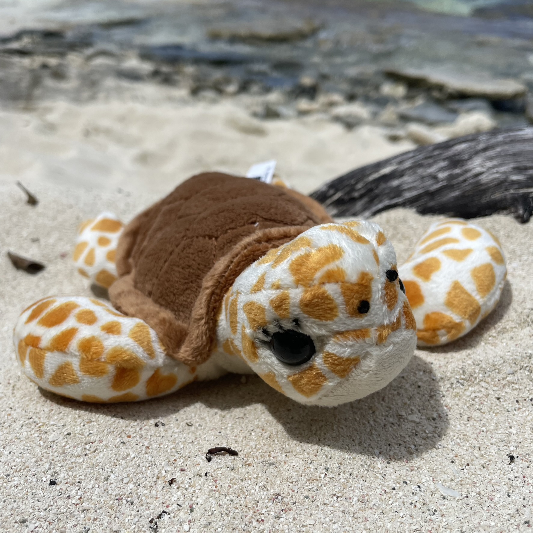 Sea turtle plush outlet