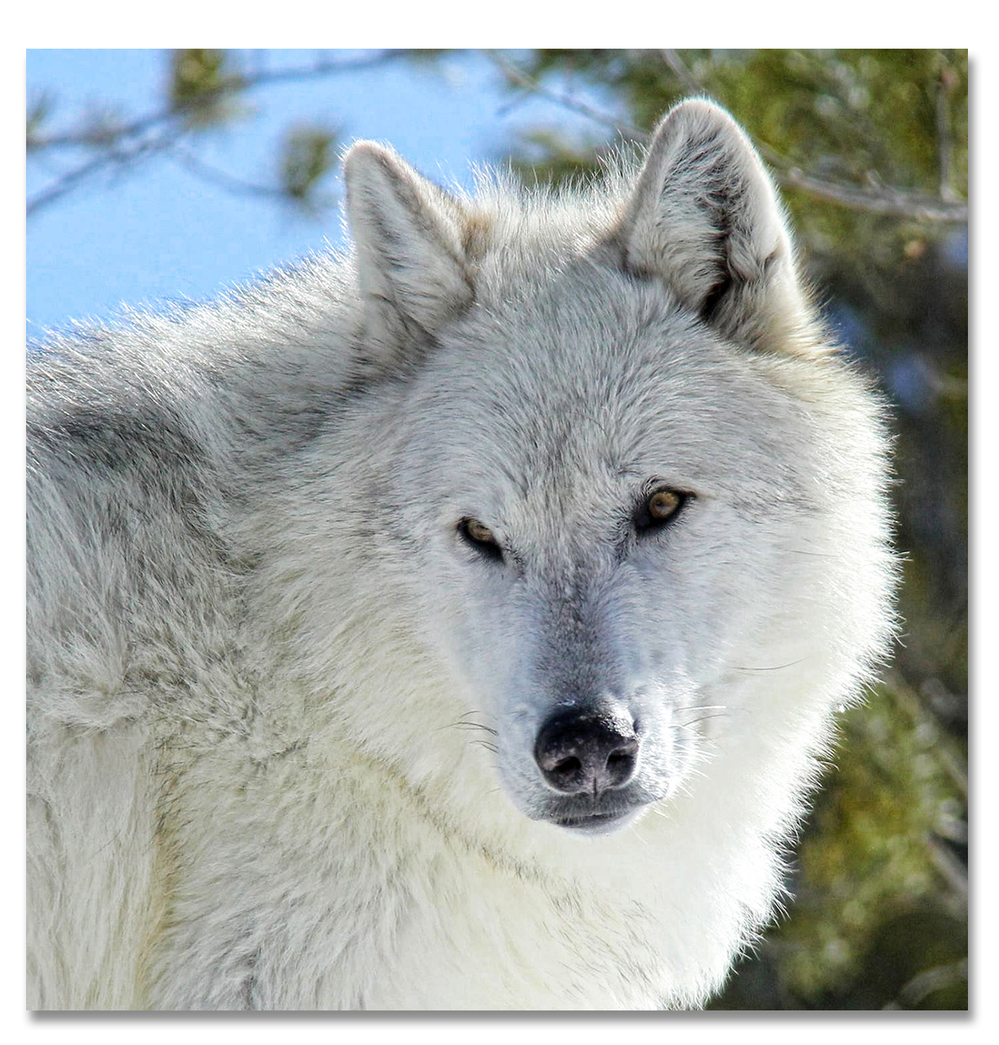 wolf