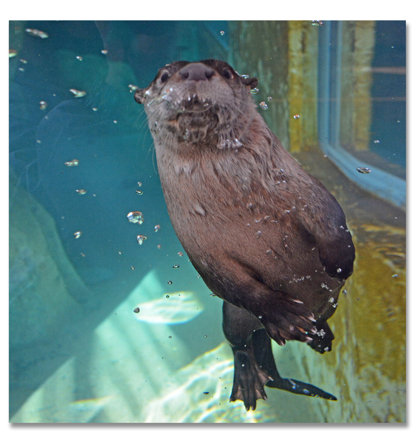 otter-in-water