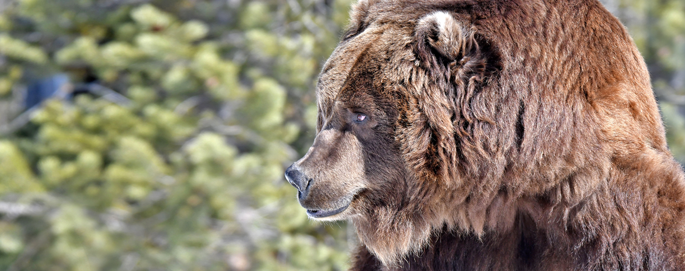 adopt-a-grizzly-bear