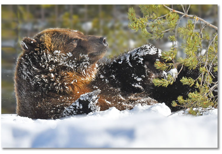 grizzly-bear-with-tree-in-snow