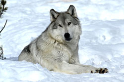 Gray Wolf Bridger
