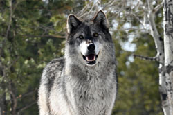 Gray Wolf Obsidian