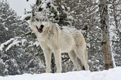 Gray Wolf Bridger