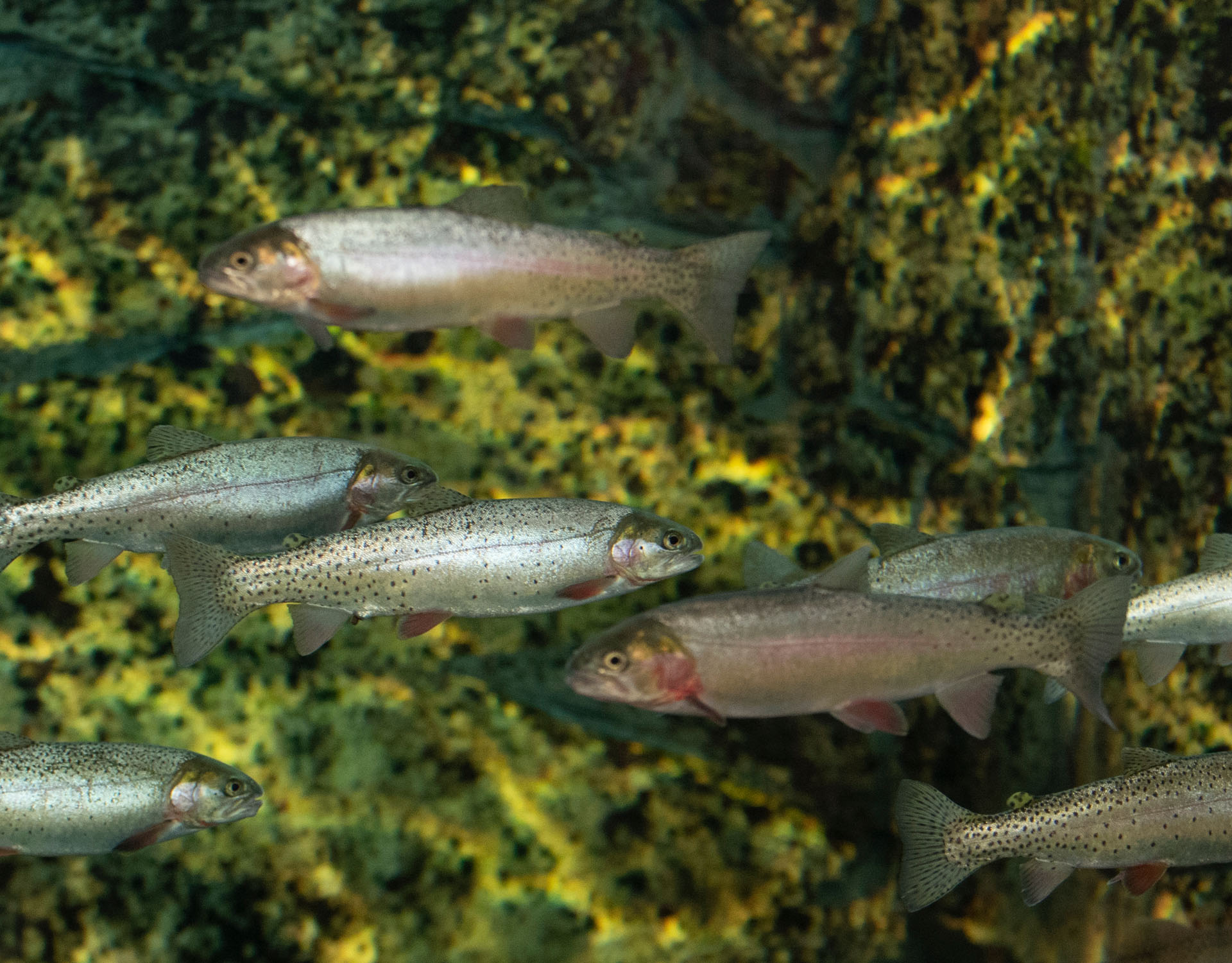 Yellowstone cutthroat trout