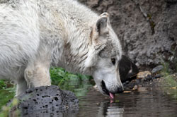 Gray Wolf Bridger