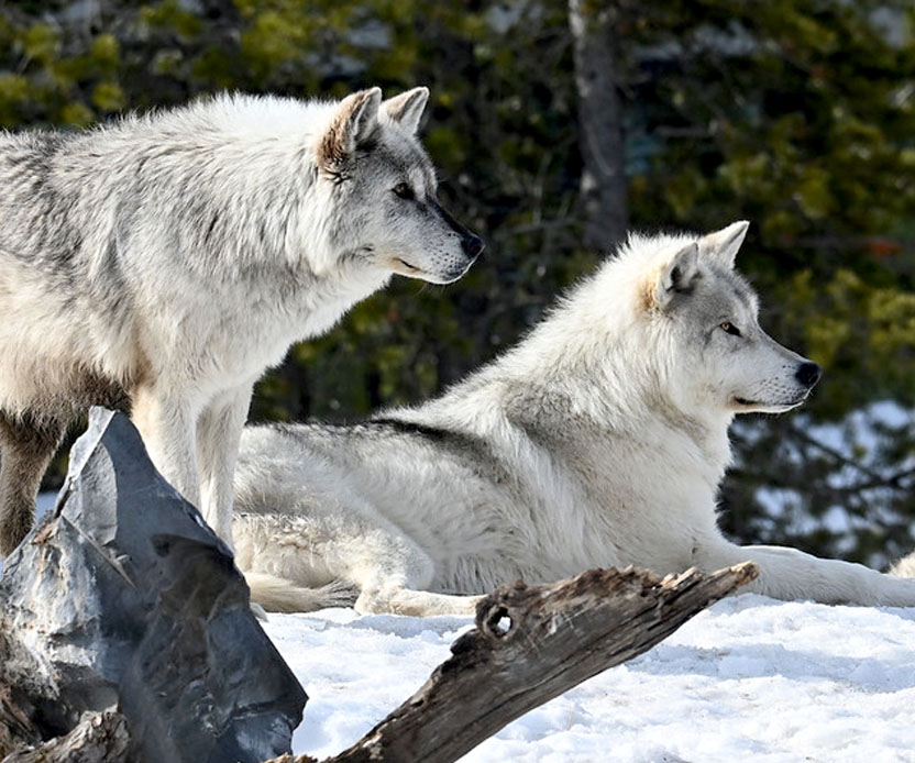 Sura and Boulder