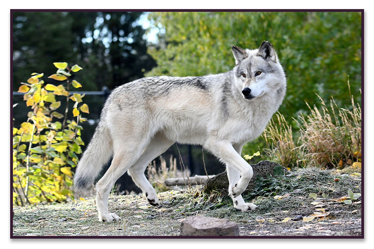 Wolf in GWDC Habitat