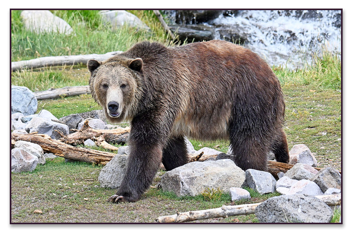 Grizzly Walking by GWDC Pond