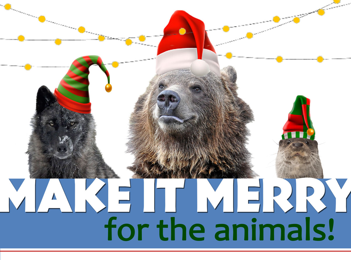 holiday-giving-for-the-animals