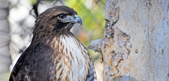 Nahani rough legged hawk