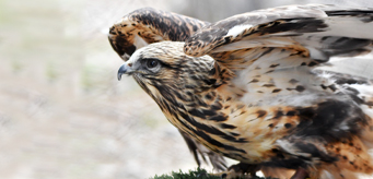 Nahani rough legged hawk