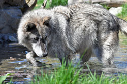 Gray Wolf Obsidian