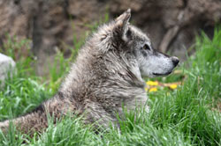 Gray Wolf Obsidian