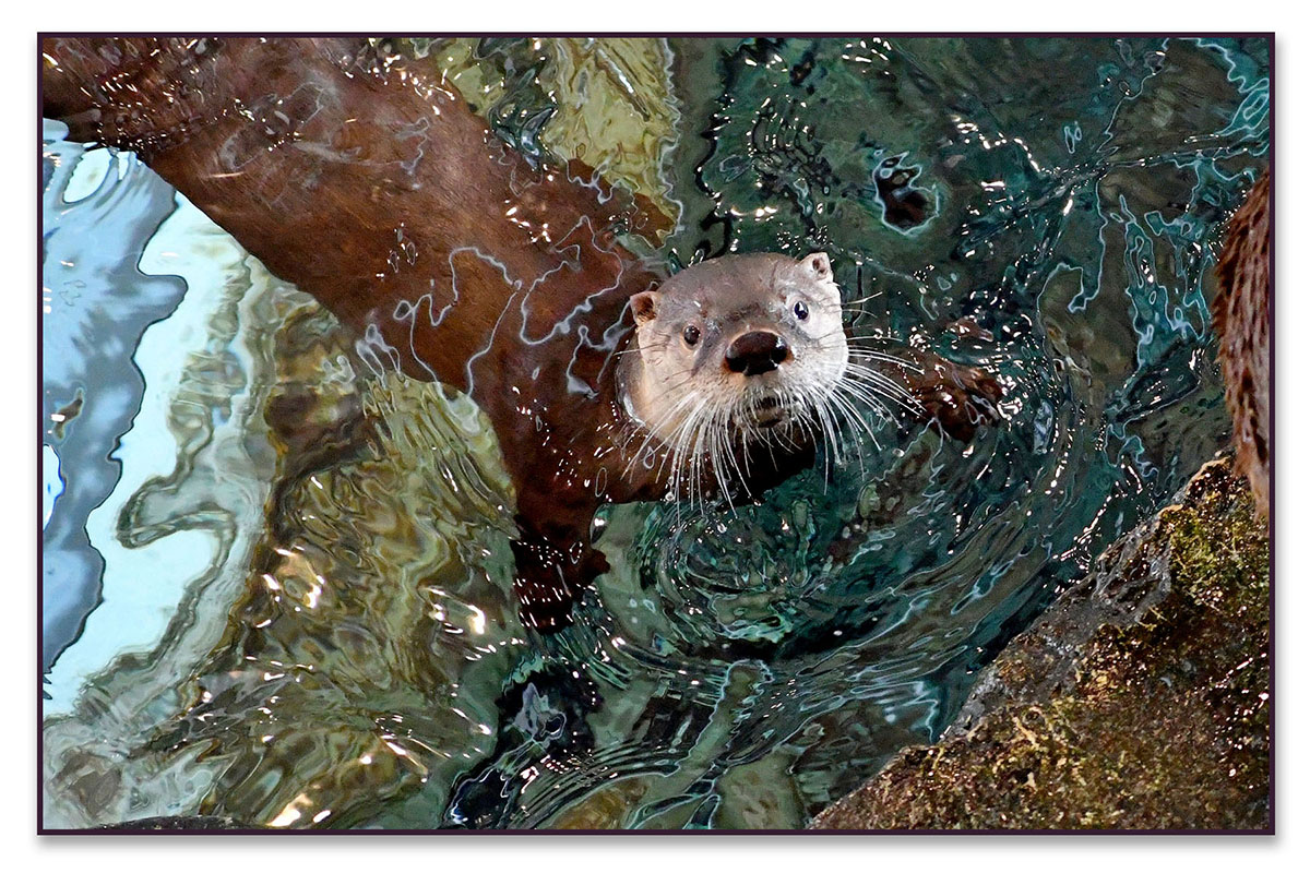 Otter in Riparian Exhibit Pool