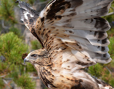 bird-of-prey-rough-legged-hawk