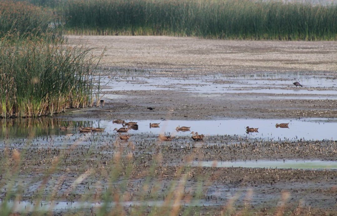 Duck broods in a drying landscape